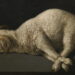 Francisco de Zurbarán | Agnus Dei